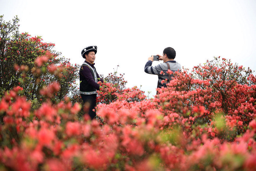 贵州丹寨：杜鹃花开醉游人