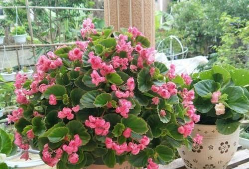 5种耐阴花，最怕太阳晒，夏天来临之前要转移