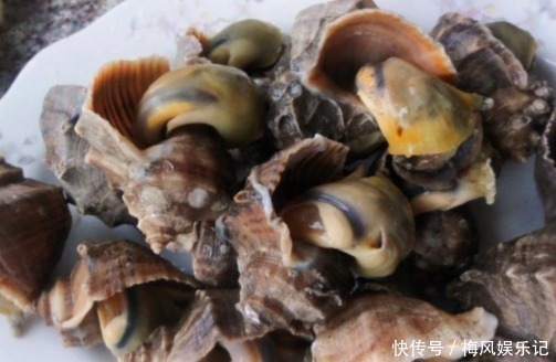 尾部|海边人才知道,海螺的尾部是“精华”还是“屎”,不懂别乱吃