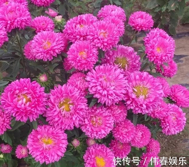 夏天|养花技巧夏天最好养的花,一开花就成球,爆满整个小阳台