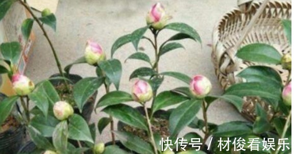 茶花|养花“学会1招”，盆里埋上“它”，枝叶呼呼窜，养啥都“爆盆”