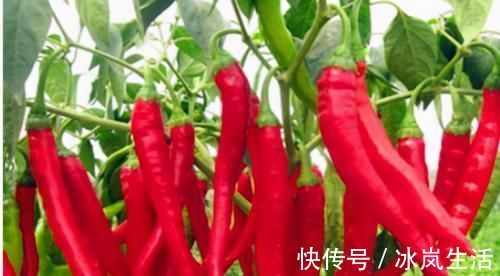 赖葡萄|肾是男人的“命根子”,常吃3种补肾佳物,让你重会巅峰