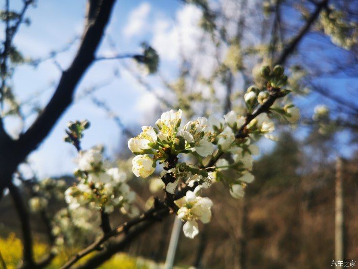 |放飞心情，徜徉于花海