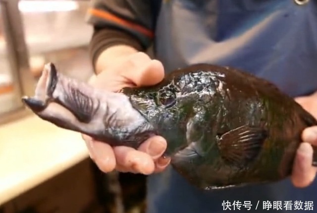 cm|日本“最流氓”的鱼,摸一摸嘴巴就能伸长10cm,太不可思议了