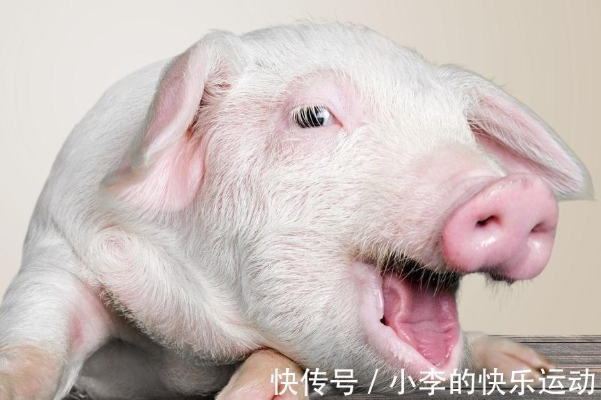 猪感冒|如何鉴别猪流感与猪感冒,他们的区别在哪里,养殖户们分得清吗