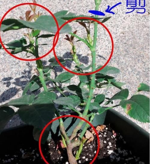  修剪|需要冬剪的4种花，下手要分轻重，不然熬不过冬