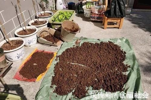 土壤|养花土里掺点它,碱性变酸性,花卉叶子呼呼长!