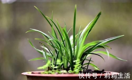 营养土的自制方法，兰友说：这样就简单了，明天开始做