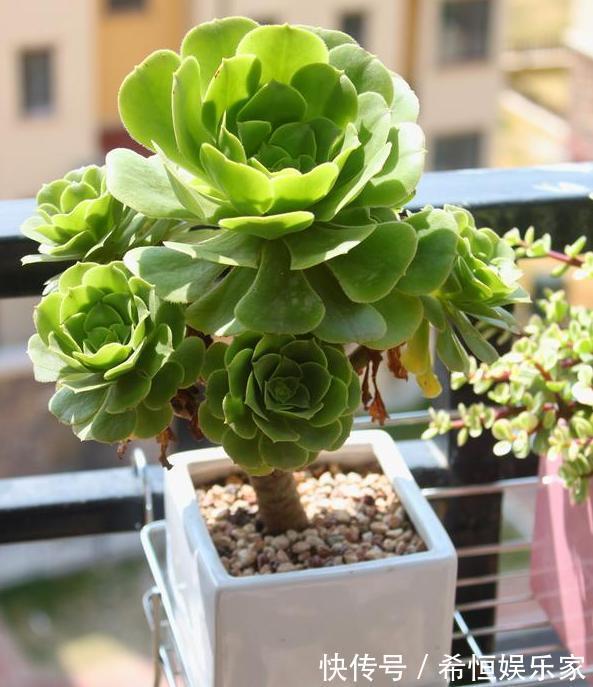 叶片|想要多肉老桩盆栽,养黑法师不如栽它,注意4点堪称天然净化器