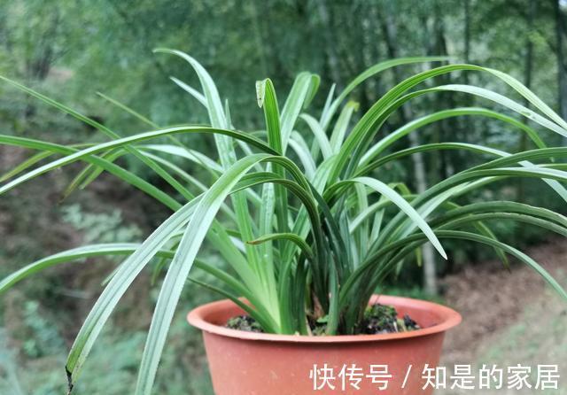 花盆|养兰花不会施肥怎么办?专为新手定制的技巧,不施肥养兰法