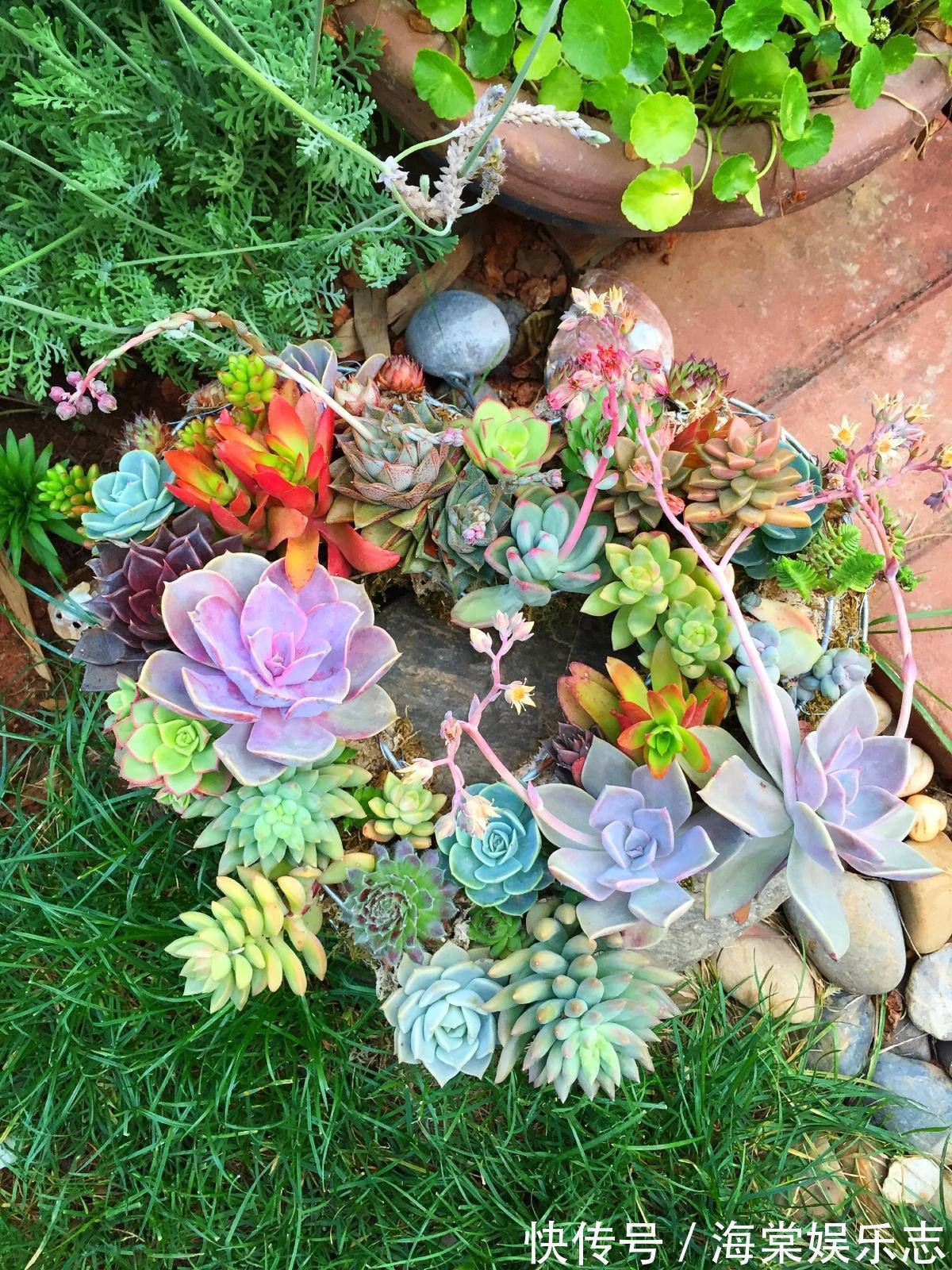 多肉开花可不是什么好事，趁还没开花，抓紧掐掉！