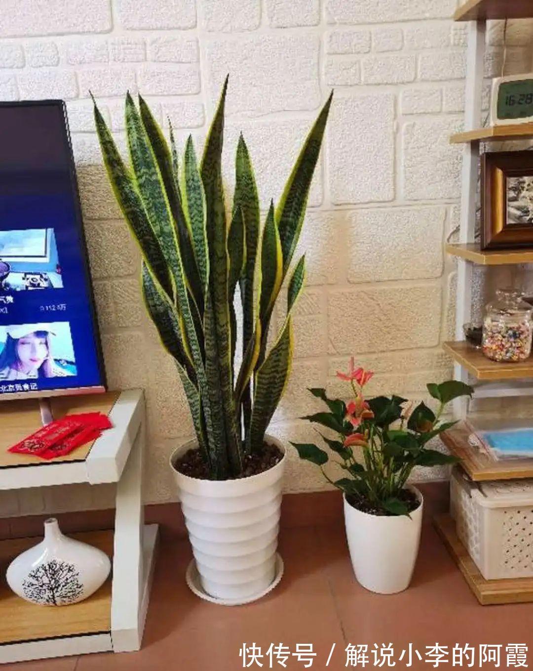 姐姐家的蓝雪花,竟然满盆开红色,变异了吗