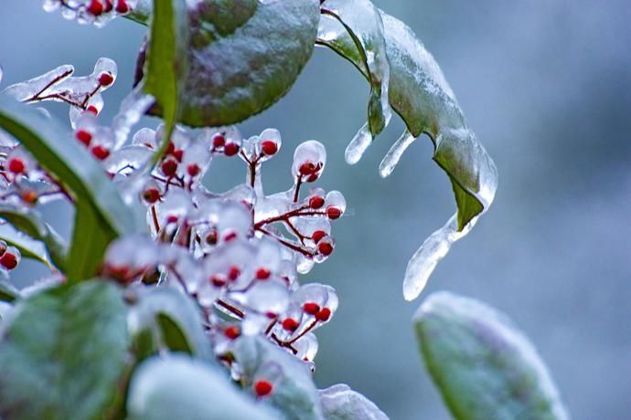  花枝|2020最后一个节气“冬至” 犹有花枝俏