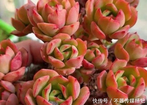 备受欢迎的10款红色系多肉，很珍贵，请收藏！