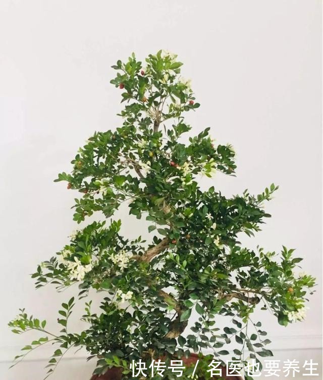 花香堪比香水，邻居大妈都追着问，眼馋极了！