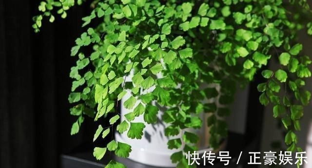 淋淋雨|7种花夏天爱淋雨,越淋长得越欢,多淋几次,肥料都省了