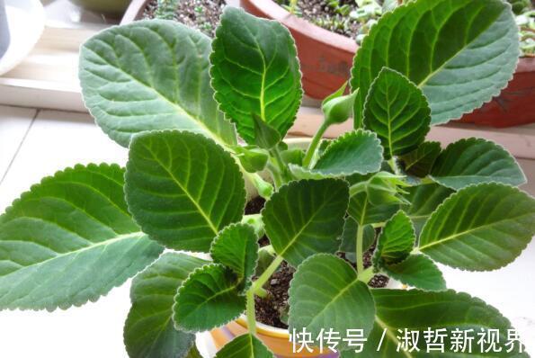 叶子|这“2种花”,摘1片叶子就能插活,花美叶绿,一盆种出20棵