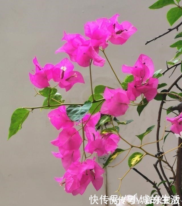 枫树|5种花扔外头,越下雨开得越好,超漂亮!5种花扔外头,越下雨开得越好,超漂亮!