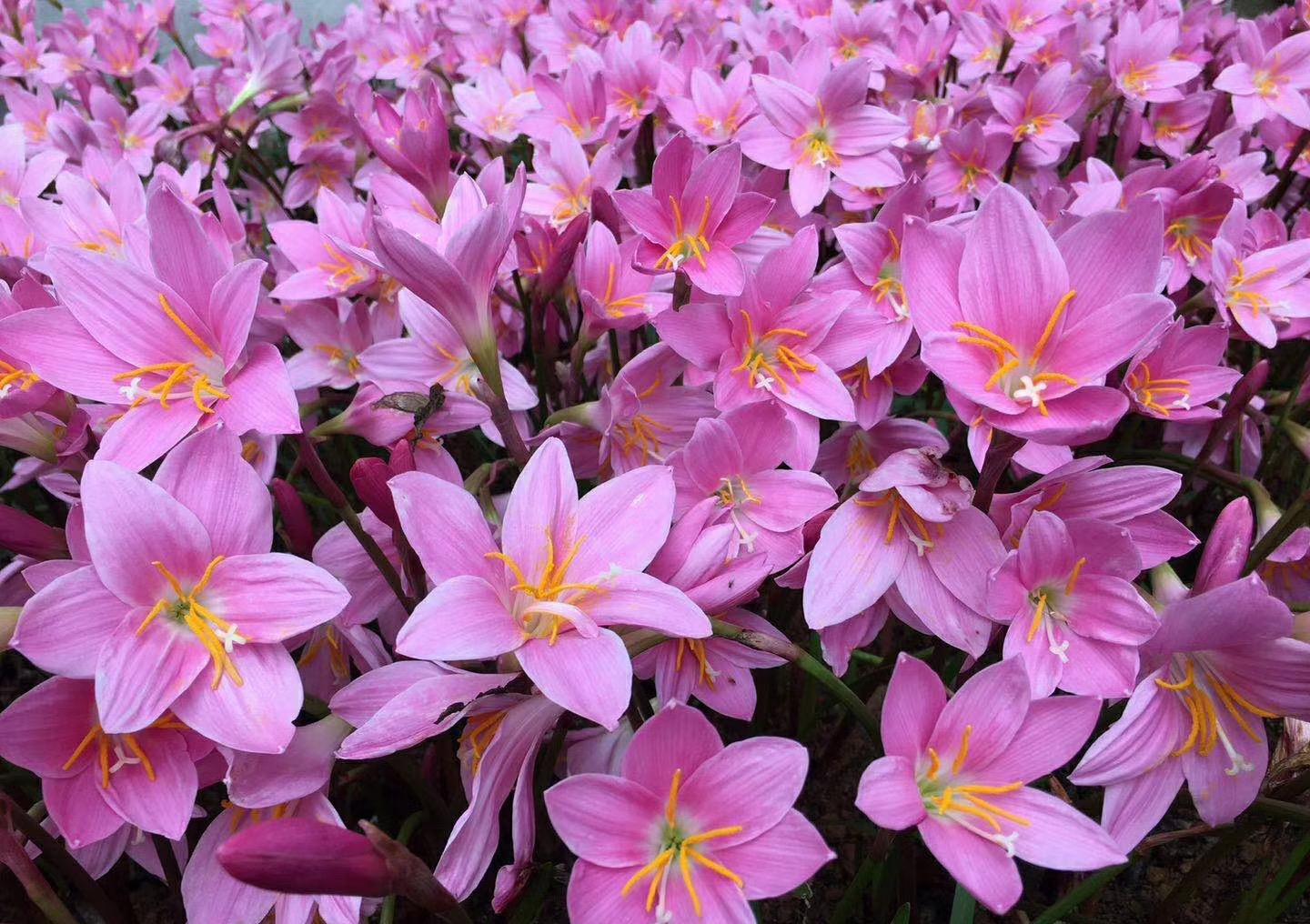 养花试试这几款,色彩艳丽,生长迅速,十分讨喜