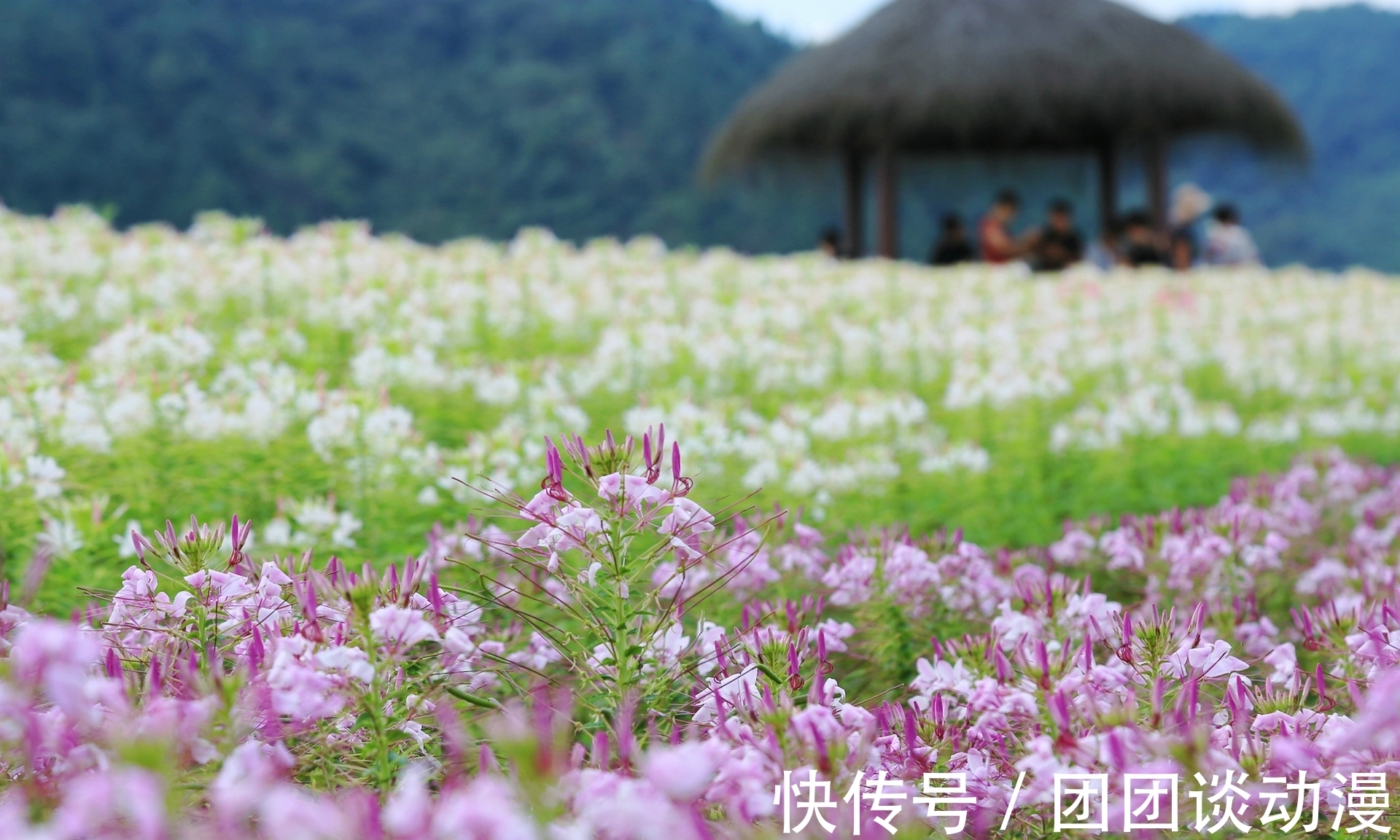 径山镇|秋日赏花，杭州这片唯美花海太“治愈”，满山坡的醉蝶花和百合花