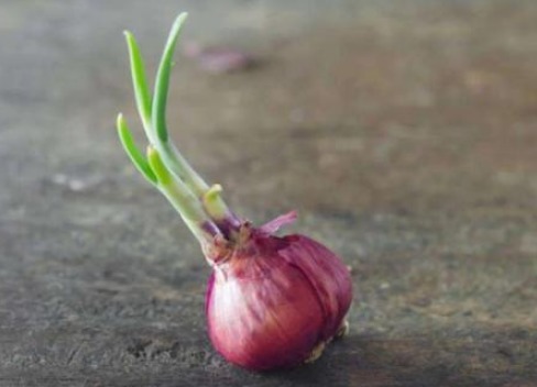 生姜|这些食物“发芽”了营养更高，别当“过期食品”扔了，非常可惜