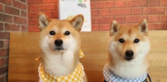 宝妈|“生两个儿子,不生一个女儿”,听完二胎妈妈的故事,我恍然大悟