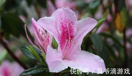 杜鹃花怎么养，杜鹃花的养殖方法和注意事项