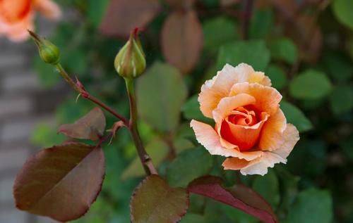  月季|月季需要嫁接吗？嫁接有哪些优势？用什么做砧木嫁接成活率更高？