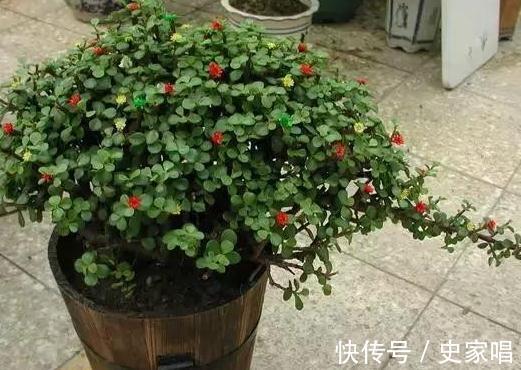 金枝玉叶不会修剪,教你3招小技巧,轻松剪出漂亮盆景