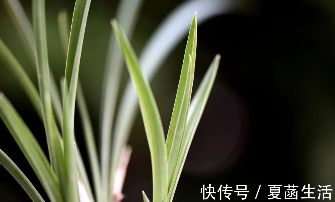 兰友|兰花用什么水浇最好?这种水,比天然的雨水更妙