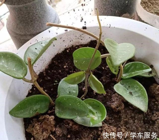 3种花,就得趁现在扦插,再晚就不生根了!3种花,就得趁现在扦插,再晚就不生根了!