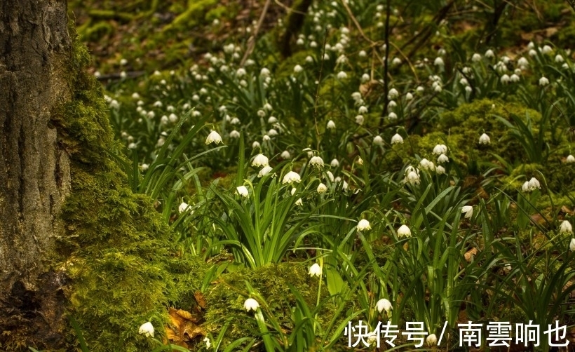 回访|下旬之后，百花竞放，前任回访，不再守护，真心对待，鱼跃龙门