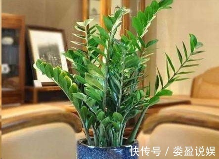 长寿花|别再浪费钱买花了，这些花掰片叶子就能长一大盆，省下好多钱！