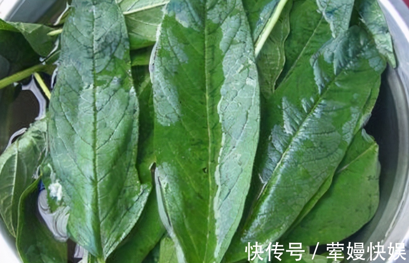 宝贝|大家都只吃其种子,原来叶子才是宝贝,花钱都很难买到