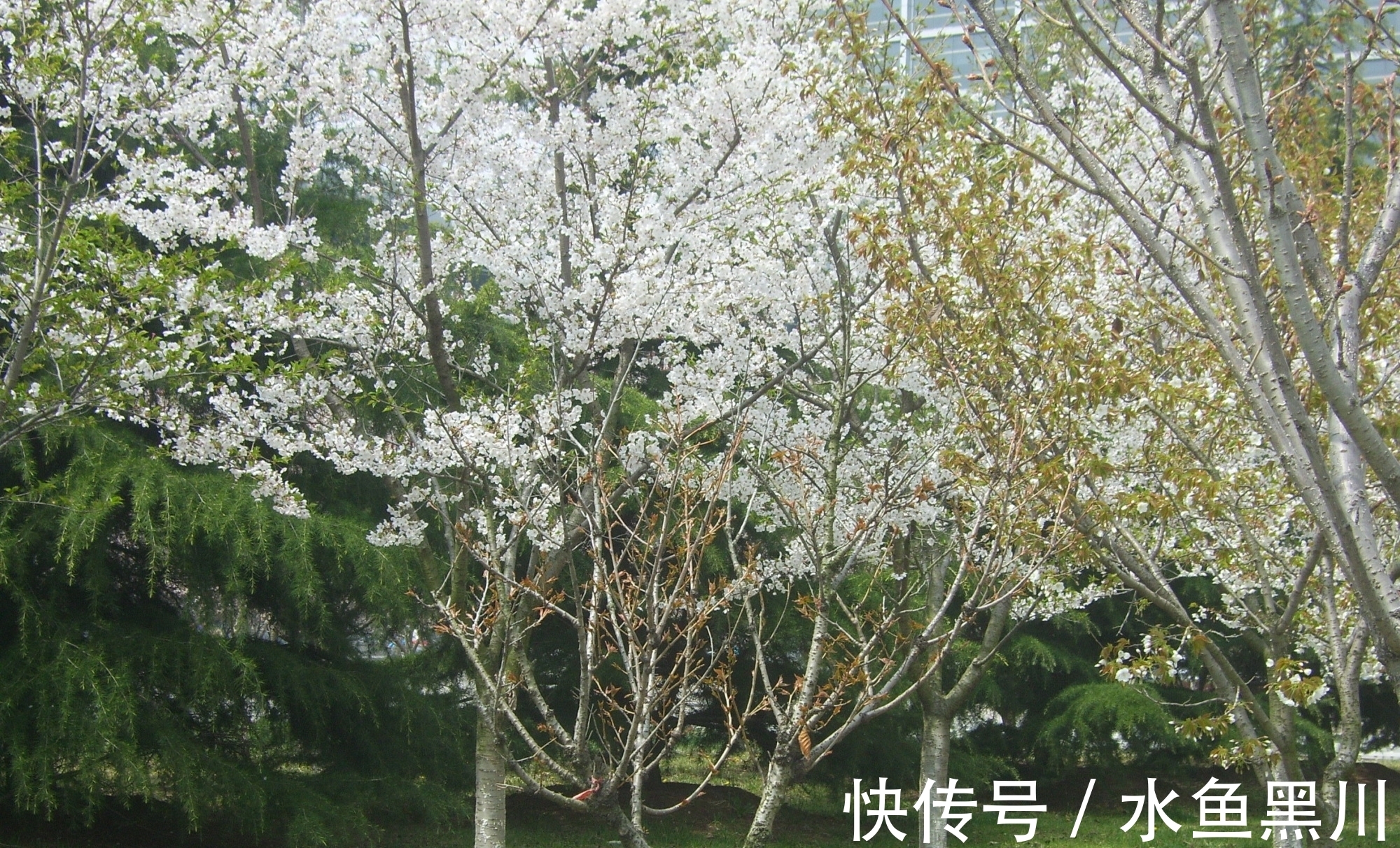 形式主义|不要小瞧诗的题目,其实里面大有学问