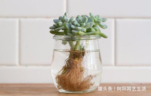 多肉养不好，干脆丢在水里，学学“水养多肉”，不烂根长的还快