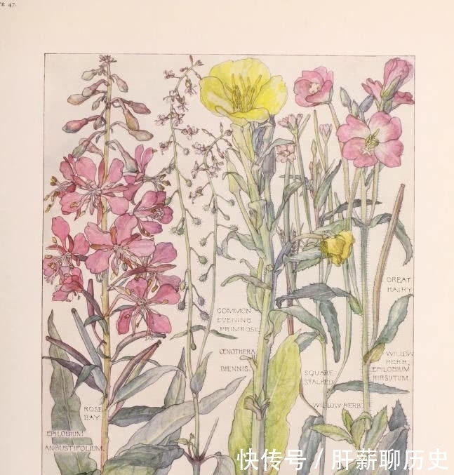 图鉴|美术欣赏之植物图鉴 工艺美术运动风格