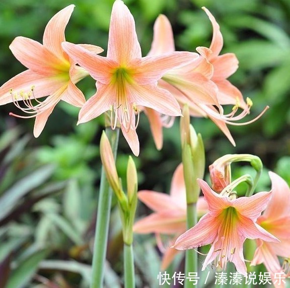 李大爷|李大爷养朱顶红总结“6妙招”,花箭冒不停,一株开8朵