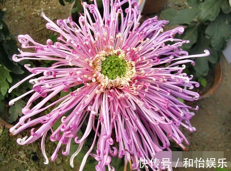 喜欢菊花,不如养盆“菊中珍品”岸之赤星,似赤夜繁星,娇艳欲滴