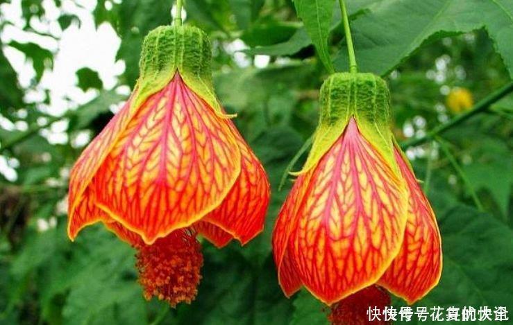 最有仙气的4种花,迷人的花朵,财运爆发,事业风生水起!