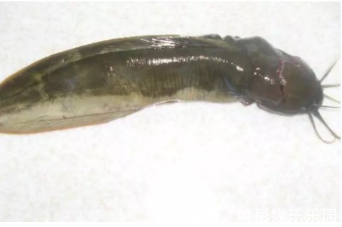 营养物质|怀孕期间,4种零食孕妈要舍得吃,有助于胎儿大脑发育!