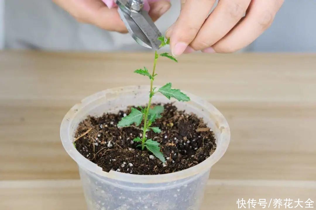 种花|10种花，现在扦插，下个月就开花