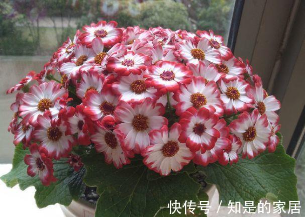 瓜叶菊瓜叶菊|农历7月16号起,最适合养这些花,好养易爆盆,一次能开几十朵