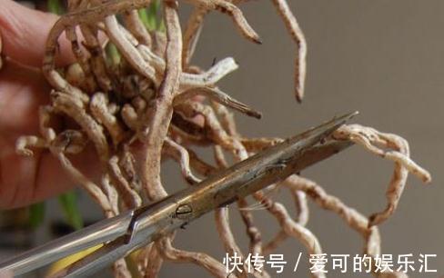 原来多肉是这么换盆的,快来学学