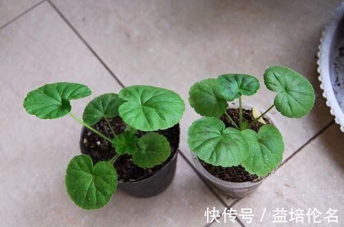 金边吊兰|吊兰放在家中哪个位置摆放在“3个地方”,一天一个样,长爆盆