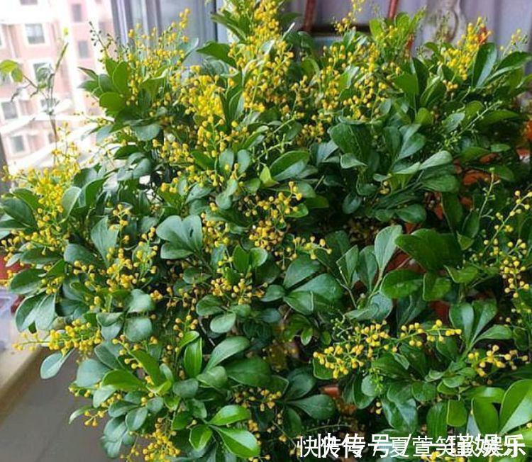 4种“旺财花”,家里养一盆,室内甲醛没了,生活更舒适!