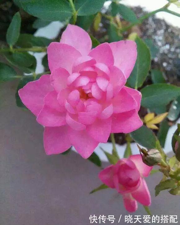花友|月季品种中的两朵奇葩，一个开花不像月季像荷花，一个妈妈最爱