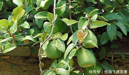 植物|农村一种植物,果实像秤砣,曾是儿时的零食,现在才知道它的价值