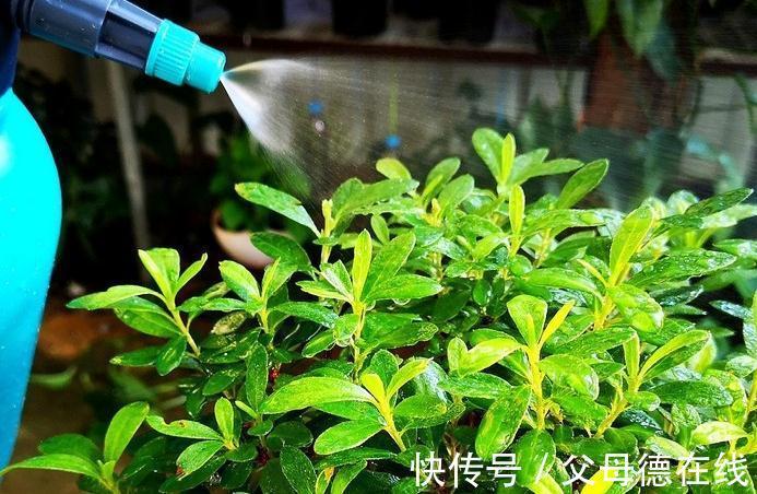 杜鹃花又黄叶了吗，这款杜鹃一年能开100天新手也能轻松养爆盆