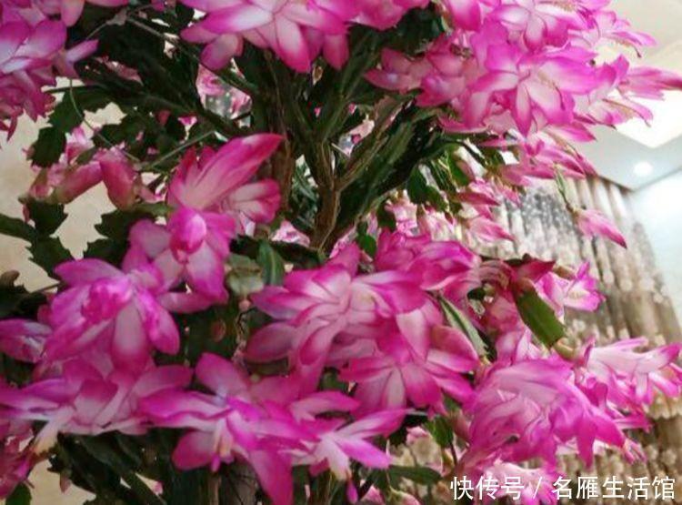 芹叶牡丹|秋天养花，首选4种花，花期长、颜值高，晒晒太阳开花一茬又一茬